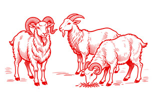三只羊插画