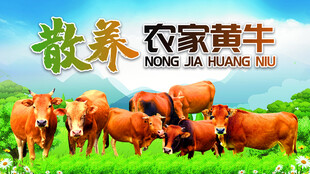 农家黄牛