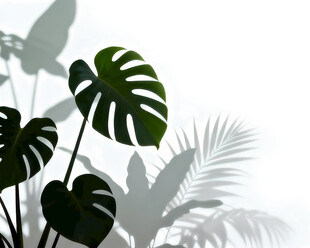 雾气磨砂膜效果绿植贴图