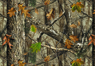 斑驳树皮与多彩枝叶景观