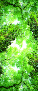 翠绿繁茂的林间树冠