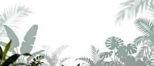 雾气磨砂膜效果绿植贴图