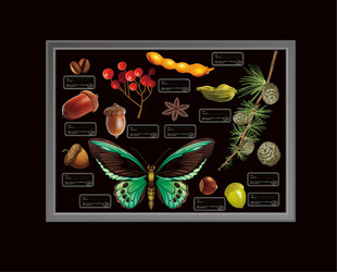 植物蝴碟坚果装饰挂画