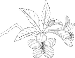 手绘花卉线条图 矢量图 徽派