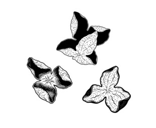 陈皮水墨风轮廓线稿矢量图