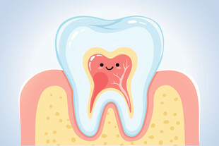 卡通牙齿内部结构展示图
