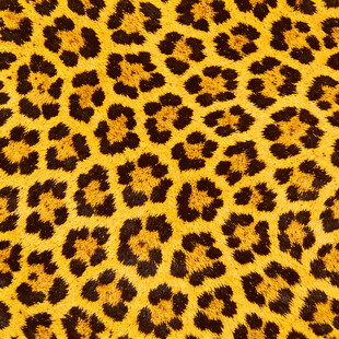 豹纹图案纹理特写