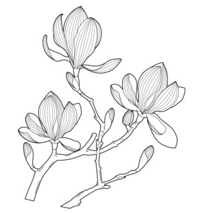 玉兰花枝线描图 矢量图