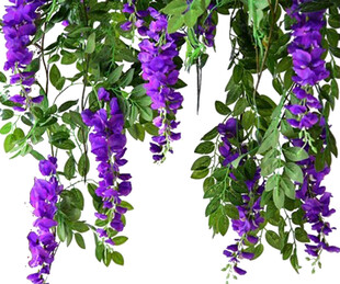 垂挂紫藤花 清新自然美