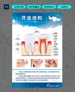 牙齿结构科普海报