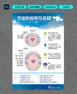 牙齿的排列及名称
