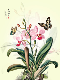 国画兰花