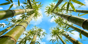 蓝天白云打印源文件