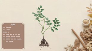 中草药白蔹