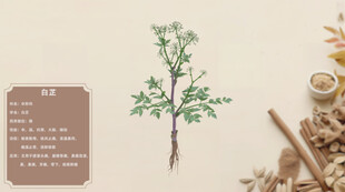 传统中药材植物展示白芷