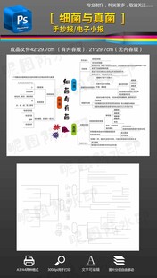 八年级生物真菌与细菌思维导图