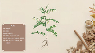 一株中药材植物特写黄芪