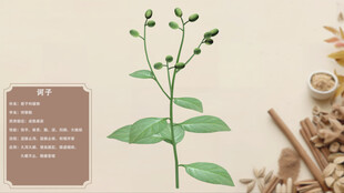 中草药柯子