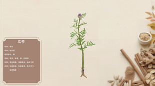 中草药漏芦