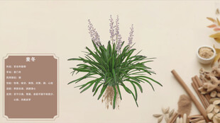 中草药麦冬