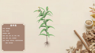 一株绿植与中药材组合墨旱莲