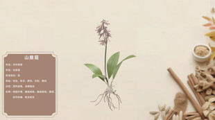 中草药山慈菇