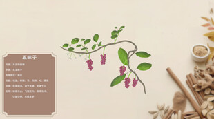 中草药五味子
