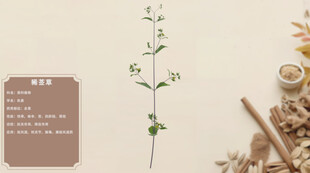 中草药豨莶草