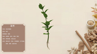 中草药玉竹