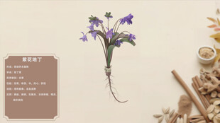 中草药紫花地丁