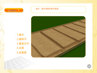 高床播种