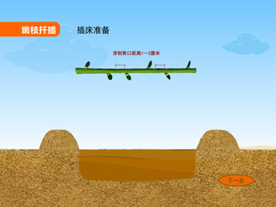嫁接嫩枝扦插