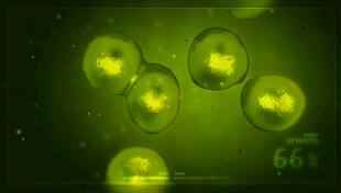 干细胞分裂微观景象