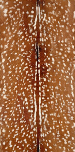 棕色带斑点纹理图案 