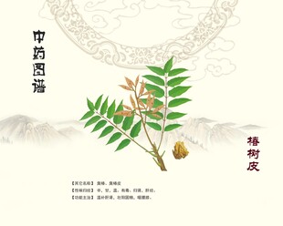 中药材椿树皮