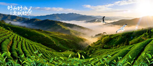 茶山