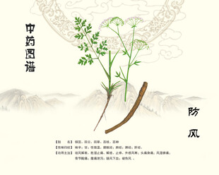 传统中药防风展示