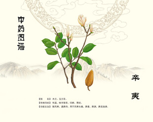 辛夷花植物素材展示