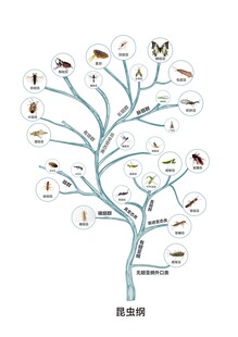 昆虫家族树状图