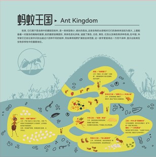 蚂蚁王国分工图