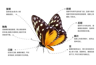 蝴蝶的构造