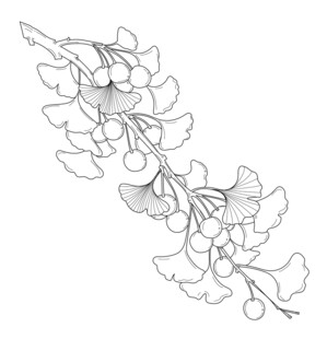 银杏枝叶线描图 矢量图