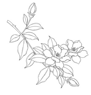 花卉线描图案 矢量图