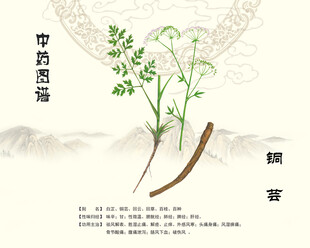 中药白芷图示
