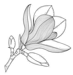 玉兰花线描图 矢量图