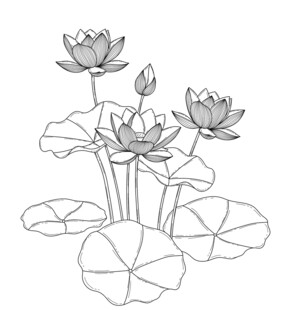 水墨风荷花线稿图 矢量图