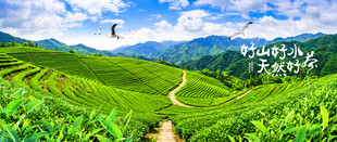 茶山