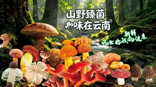 野生菌广告