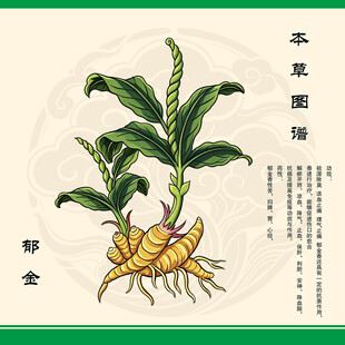 手绘郁金植物插画
