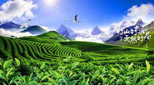 茶山